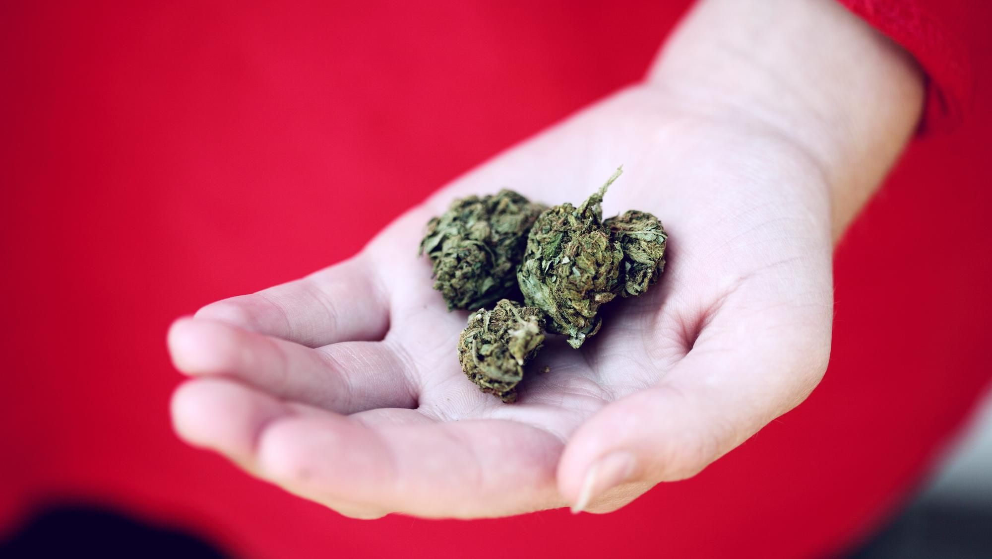 Popular cannabis strains sold at dispensaries in Sunny Isles, FL